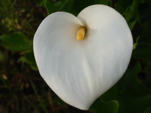 カラーってどんな花?その種類・品種や特徴・花言葉をご紹介!