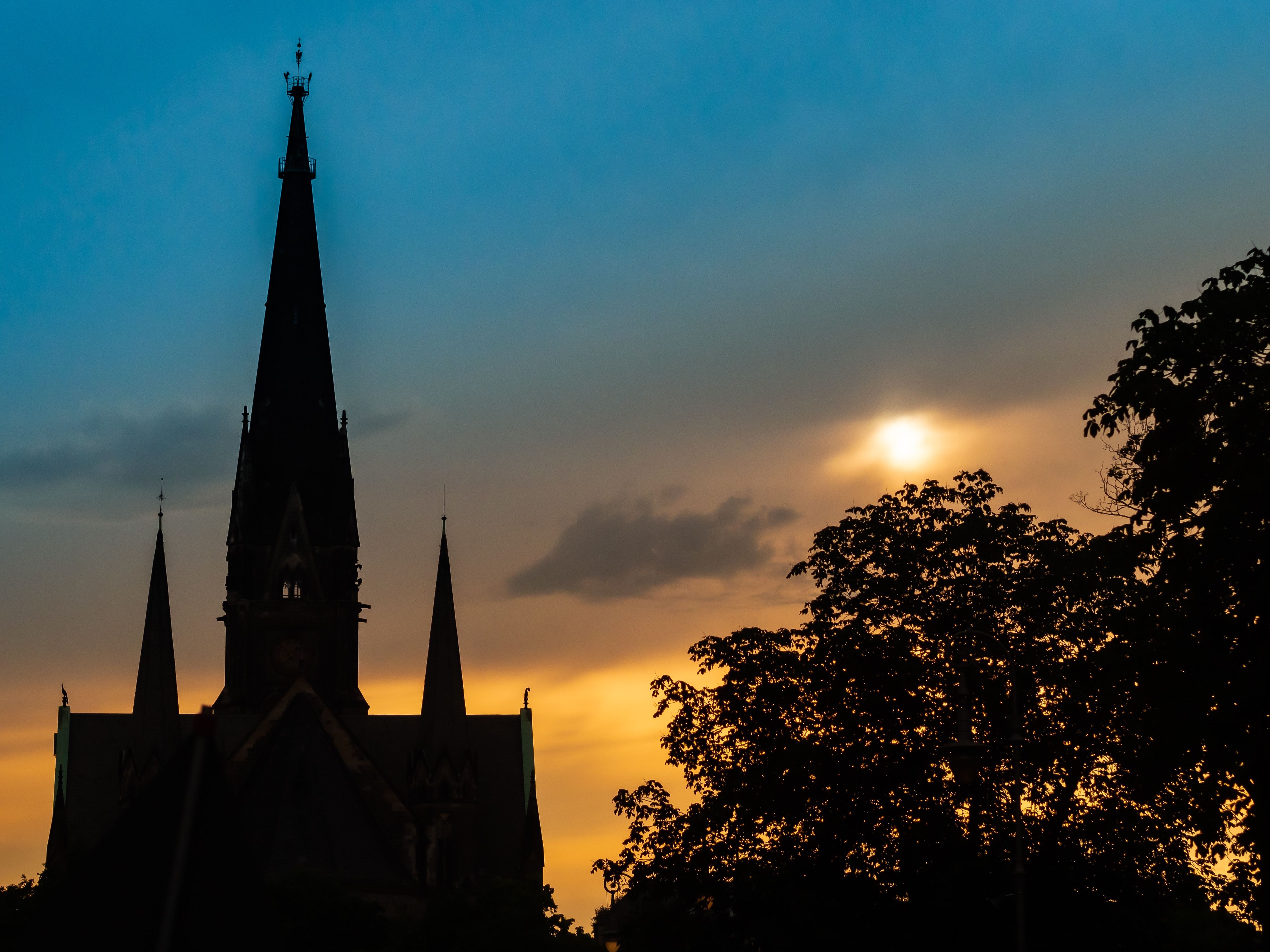 ナイトフロックス（ザルジアンスキア）とは？特徴や育て方を紹介！