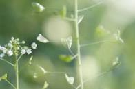 ぺんぺん草とは?「ぺんぺん草も生えない」の意味や使い方も解説!