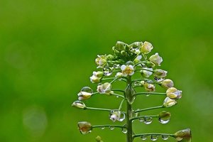 ナズナ（薺）とは？花や葉の特徴・見分け方から食べ方や効能まで紹介！