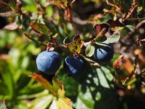 ナツハゼの育て方！基本的な管理から挿し木での増やし方などを解説！