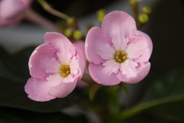 ニオイザクラとは?甘い香りが印象的な花の特徴や育て方をご紹介!