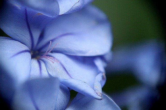 ニオイバンマツリの育て方!植え替えの仕方や剪定方法・増やし方など!