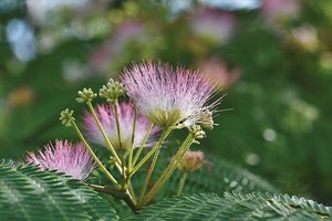 ネムノキ（合歓の木）とは？ピンクの花の特徴や剪定方法など育て方を紹介！