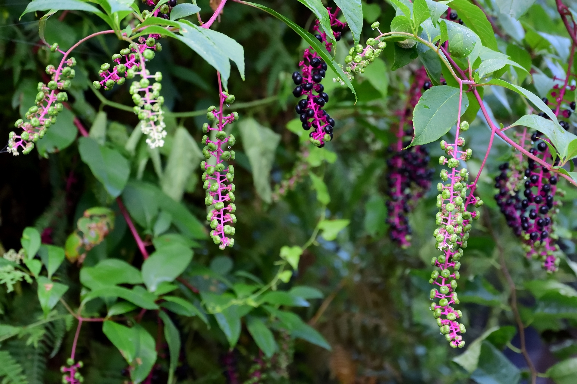 ヨウシュヤマゴボウとは?特徴や毒性・駆除方法を解説!