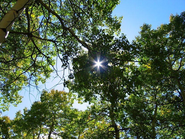 ヤマナラシ(山鳴らし)とは?特徴や見分け方から育て方までご紹介!