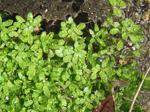ミズハコベ(水繁縷)とは?水草としての特徴や育て方をご紹介!