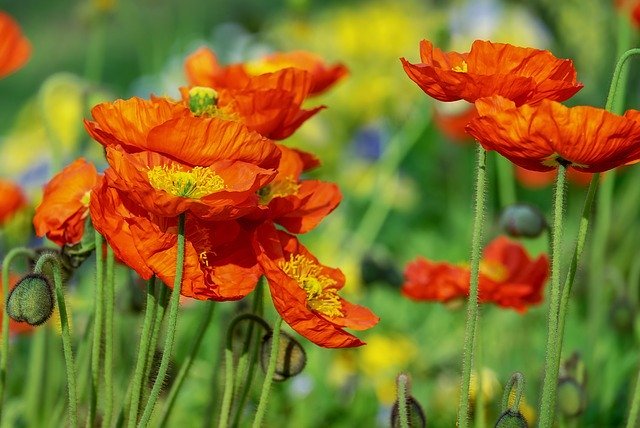 ポピーの花言葉とは?意味や由来は?種類や色別に別々の花言葉はある?