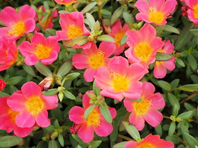 ポーチュラカとは?その種類や特徴をご紹介!寄せ植えにも人気?