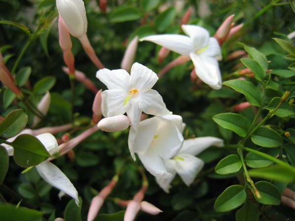 羽衣ジャスミンとは？名前の由来や香りなどの特徴・種類をご紹介！