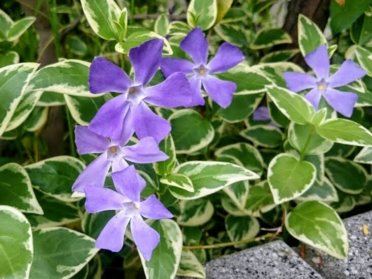 ツルニチニチソウの育て方！剪定・冬越し方法や枯らさないためのコツを解説！