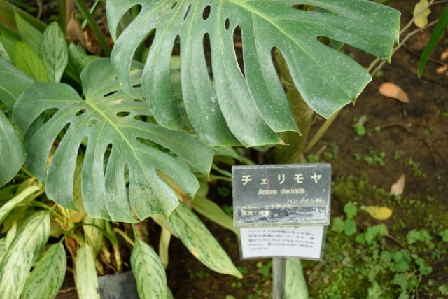 チェリモヤの育て方!管理のコツから収穫方法・保存方法までご紹介!