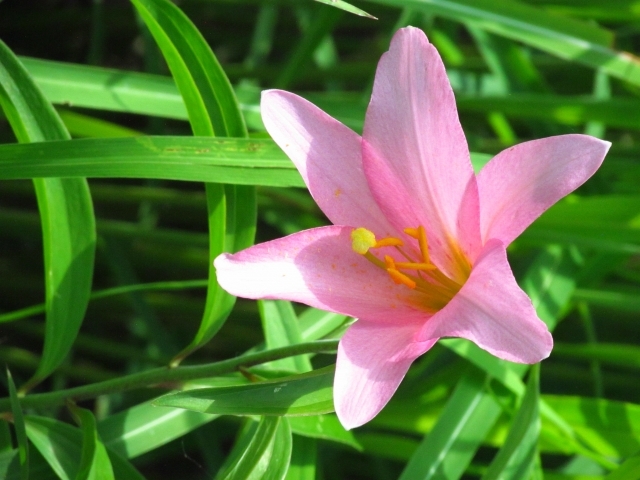 ヒメサユリ(姫小百合)とは?特徴や群生地など見られる場所はどこ?