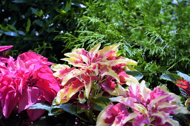 葉鶏頭(ハゲイトウ)とは?特徴や水やりなど栽培管理のコツを解説!