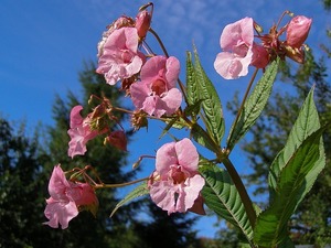 ホウセンカ（鳳仙花）の種や実の特徴とは？種がはじける理由は何？