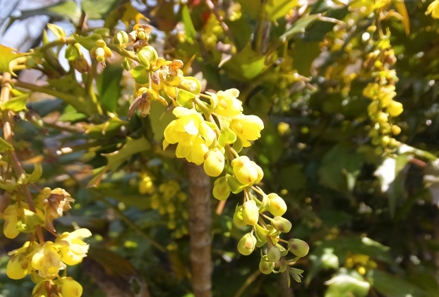 ヒイラギナンテン（柊南天）とは？特徴を紹介！ナンテンとの違いは？