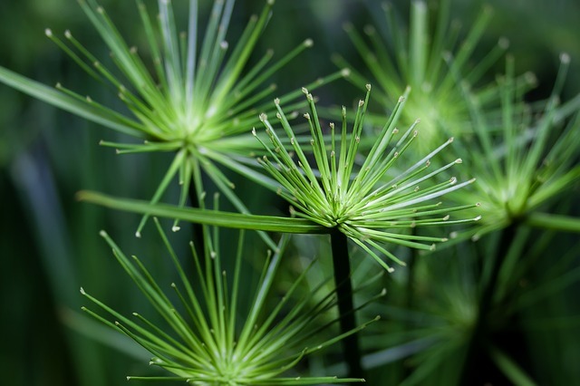 シペラスとはどんな植物?その種類・特徴や育て方をご紹介!