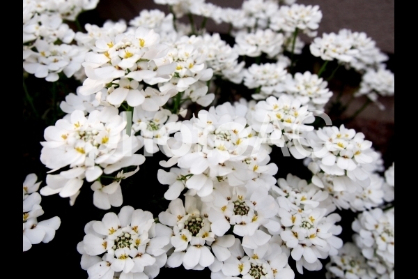 イベリスの育て方!手入れのコツから花が咲かないときの対処まで解説!のイメージ
