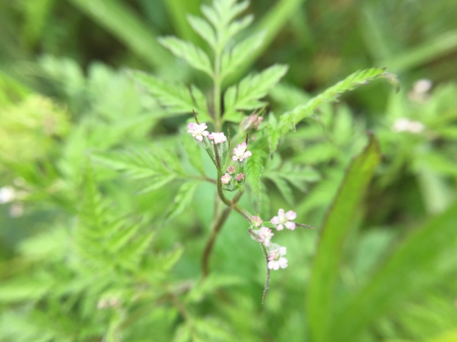 ヤブジラミとは?その特徴や見分け方をご紹介!ひっつき虫の一種?