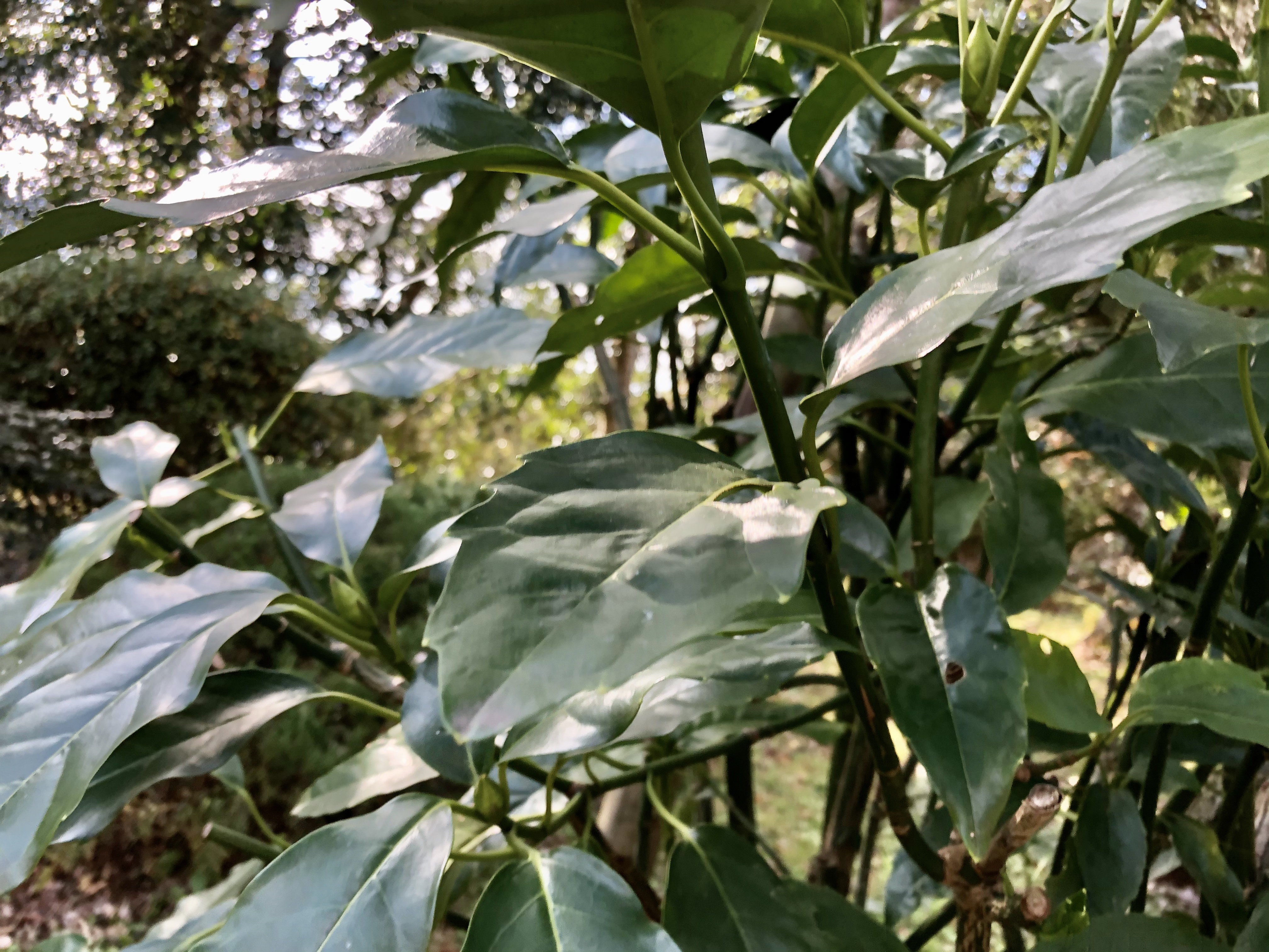 アオキってどんな植物?庭木としての特徴や剪定など管理方法を紹介!のイメージ