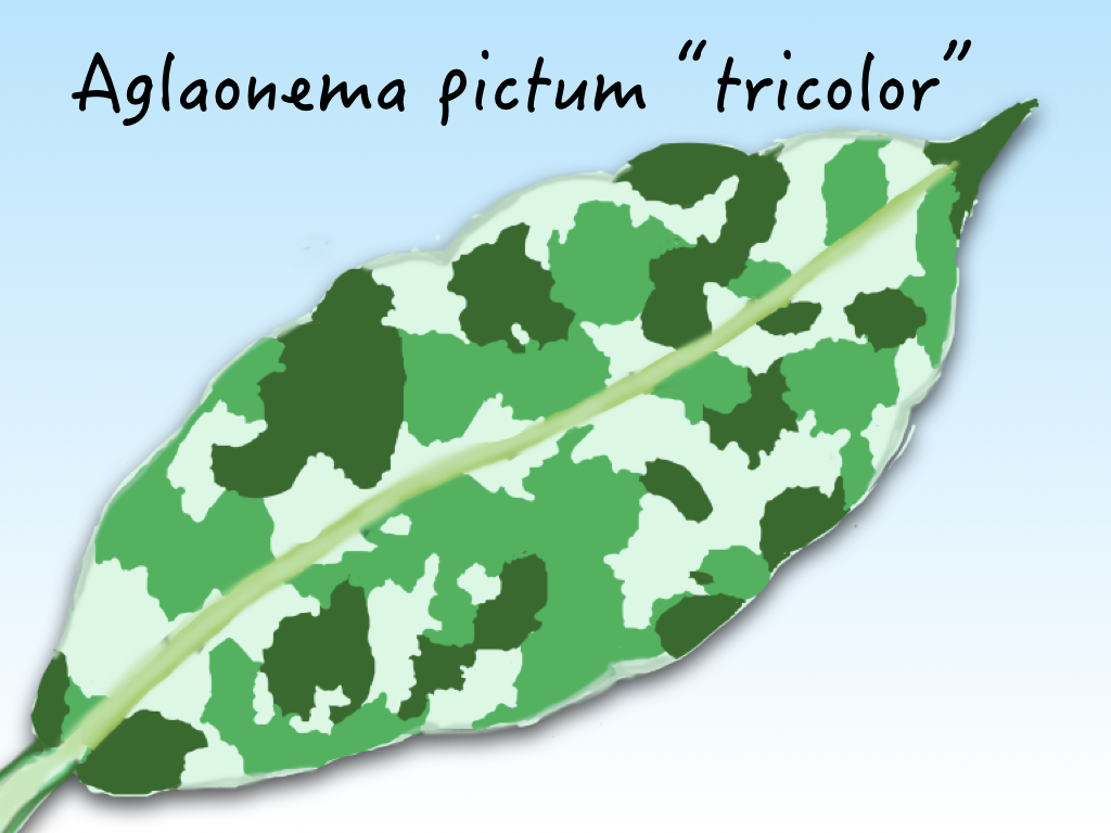 アグラオネマの育て方!上手に増やすための注意点・コツは?