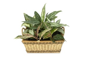 アグラオネマってどんな観葉植物？その種類や魅力などの特徴を紹介！