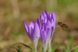 コルチカムの育て方！上手な分球での増やし方や球根の保存方法は？