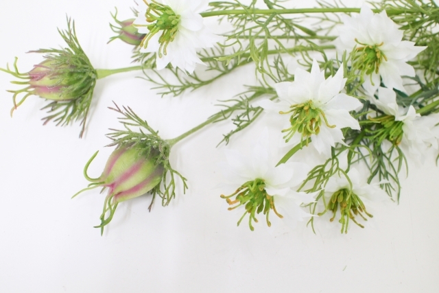 ニゲラとはどんな植物?その特徴・利用方法や上手な育て方をご紹介!