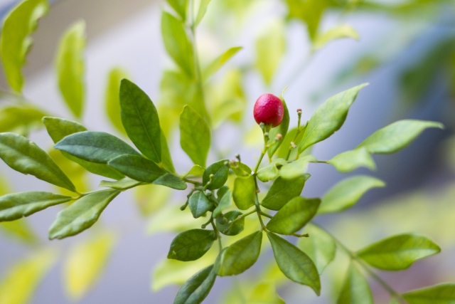 ゲッキツ（シルクジャスミン）とは？気になる花言葉など特徴を紹介！のイメージ
