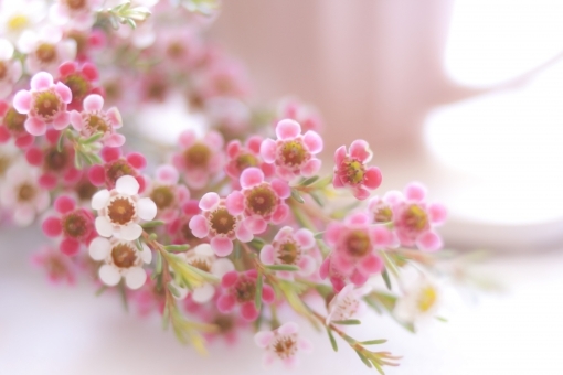 ワックスフラワーとは?どんな花?どんな香り?特徴や育て方を紹介!のイメージ