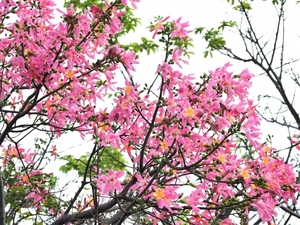 トックリキワタってどんな樹木？特徴や開花時期・植栽時期を紹介！