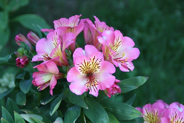 アルストロメリアの花言葉とは?色別や品種毎に別々の花言葉はある?のイメージ