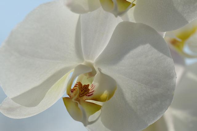 胡蝶蘭(コチョウラン)の花言葉とは?冠婚葬祭に選ばれるのは何故?のイメージ