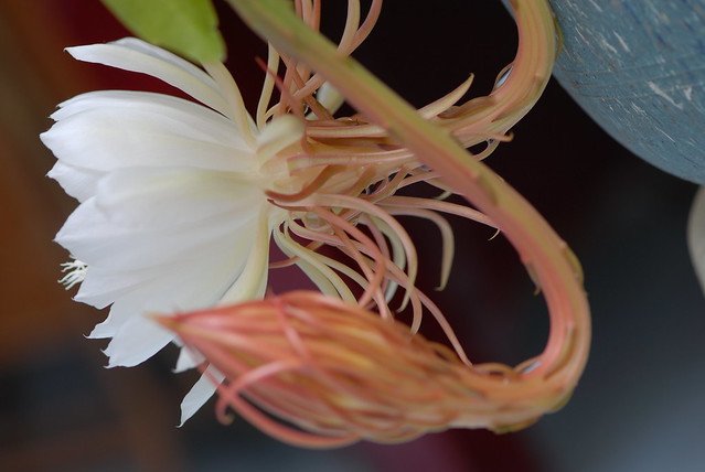 1月の誕生花まとめ!1日〜31日それぞれの花の特徴・花言葉を解説