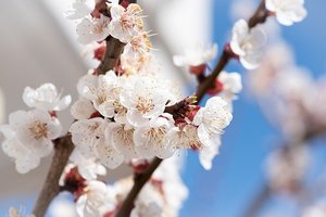 2月の誕生花まとめ！1日〜29日それぞれの花の特徴・花言葉を解説