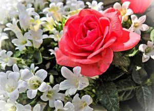 3月の誕生花まとめ！1日〜31日それぞれの花の特徴・花言葉を解説！