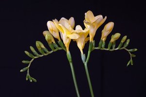 フリージアとは？どんな花？その種類や花言葉などの特徴をご紹介！