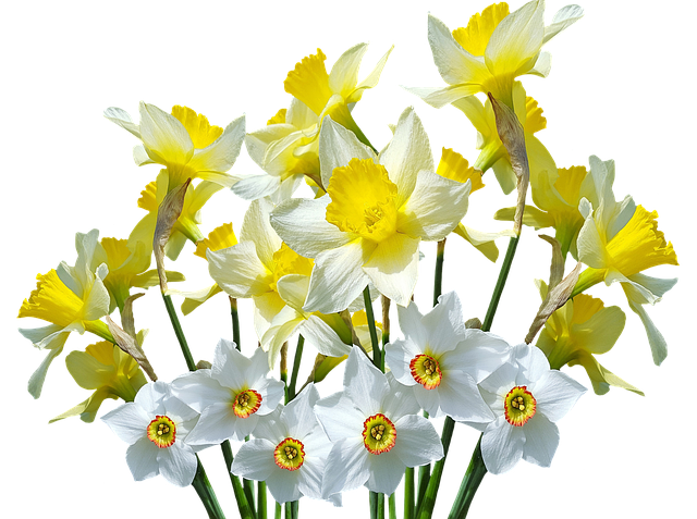 水仙(スイセン)の花言葉は?ナルシストという意味とも関係がある?のイメージ