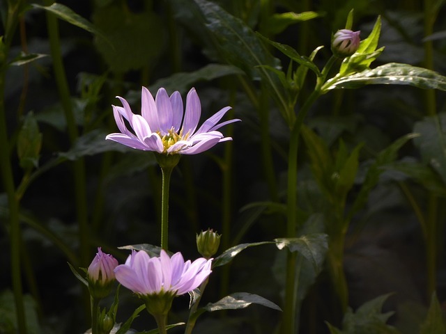ミヤコワスレの育て方！水やり・肥料など管理のコツや増やし方を解説！のイメージ