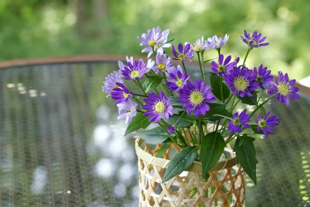 都忘れ（ミヤコワスレ）とは？花言葉や開花時期などの特徴を紹介！のイメージ