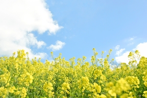 菜の花の花言葉は？黄色・白・紫など色別に別々の花言葉はあるの？