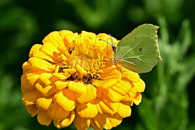 ジニア(百日草)の花言葉とは?開花時期や名前の由来もご紹介!のイメージ
