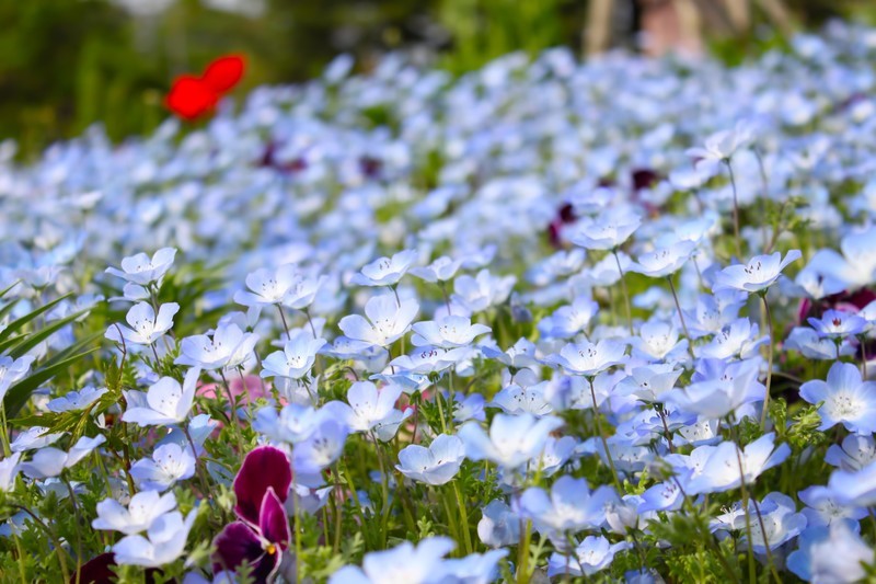 青い花といえば?代表12種類をご紹介!夏に咲く小さな青い花の名前は?