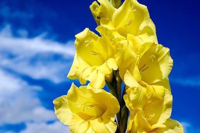 グラジオラスの花言葉とは?色別に別々の花言葉はある?開花時期は?