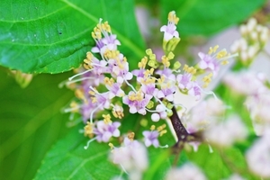 紫式部（ムラサキシキブ）とはどんな植物？花言葉や育て方をご紹介！