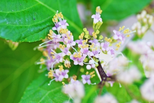 紫式部(ムラサキシキブ)とはどんな植物?花言葉や育て方をご紹介!