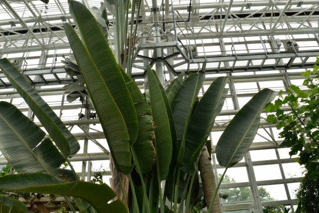 旅人の木(タビビトノキ)とは?珍しい木?名前の由来や特徴を紹介!のイメージ