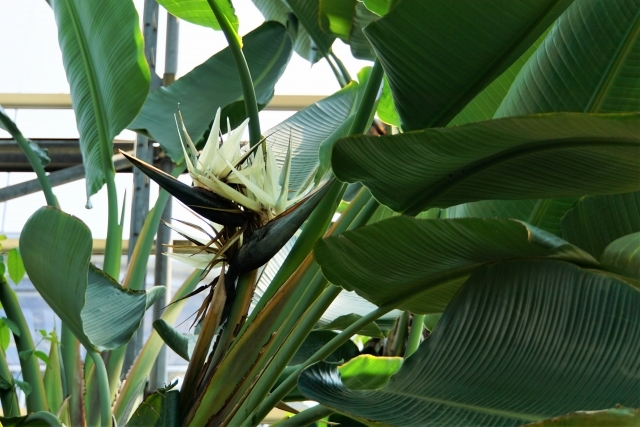 旅人の木（タビビトノキ）の育て方！水やり・肥料などの管理のコツは？