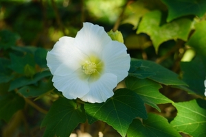 ムクゲ（木槿）ってどんな花？初夏に咲くはかない白い花の特徴とは？