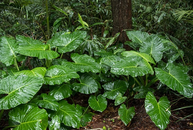 アロカシアとは?珍しい観葉植物の特徴や花言葉と育て方をご紹介!
